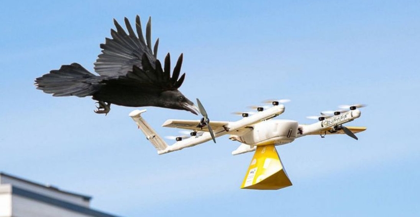 Drony testowane jako ptasie strachy na wróble