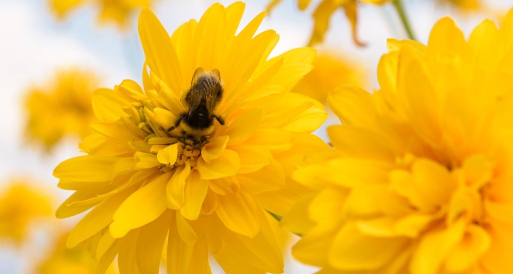 Nawozy zakłócają zapylanie zmieniając percepcję kwiatów przez pszczoły